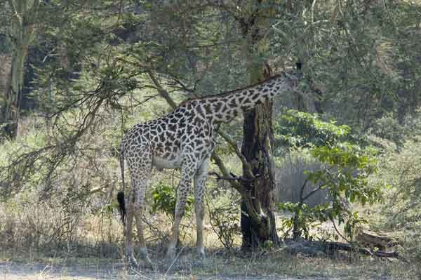 Jirafa - parque nacional lago Manyara - Tanzania.jpg